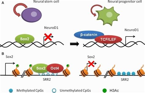 Neuronal Differentiation Results From Specific Gene Expression Download Scientific Diagram