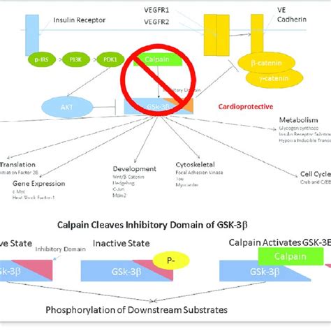 A Glycogen Synthase Kinase Gsk Regulates A Diverse Range Of