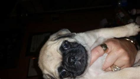 Chinese Pug puppies for Sale in Tucson, Arizona Classified ...