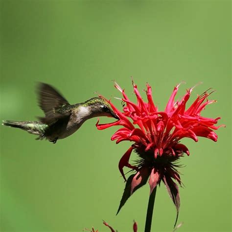 Bee Balm for Hummingbirds(Monarda) – Nature Blog Network