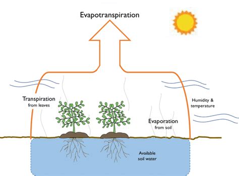 What Is Evapotranspiration Types And Importance Jotscroll