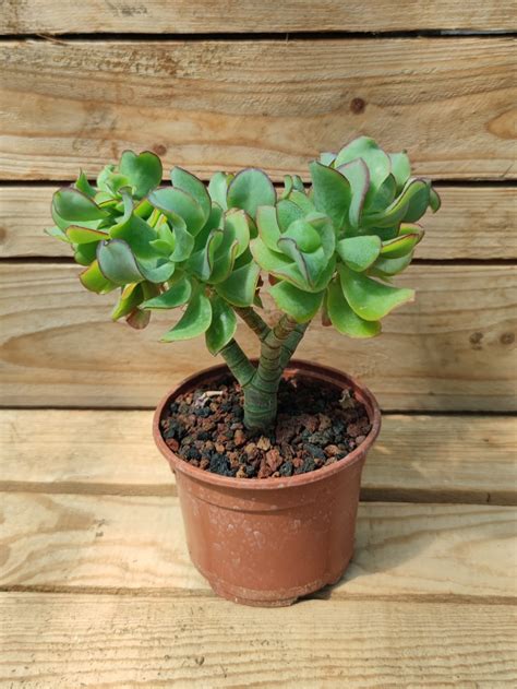 Crassula Blue Waves Succulentes Et Jolies Plantes