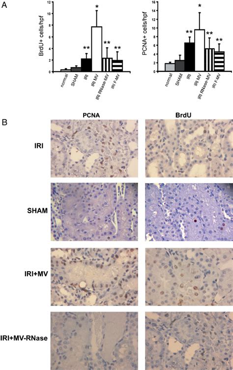 Renal Cell Proliferation In Iri Rats Untreated Or Treated With Mvs A