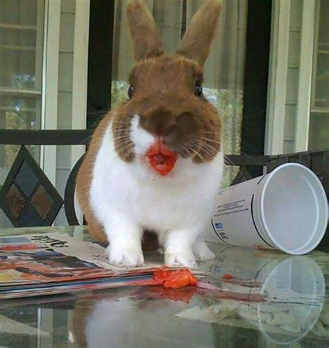 Pin By Kaung Paing On Pet Rabbit Eating Cute Animals Animal Photo