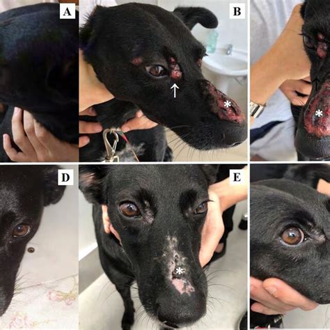 Gross Lesions Of Canine Facial Eosinophilic Folliculitis And