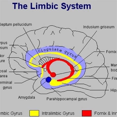 Limbic Brain ~ www.mindbodytherapy.net | Limbic system, Neuroscience ...