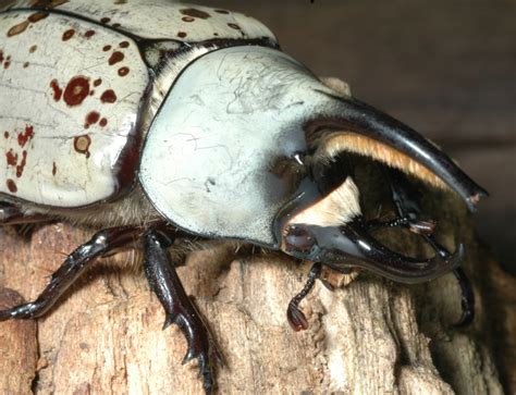 Hercules Beetles Of Kentucky University Of Kentucky Entomology