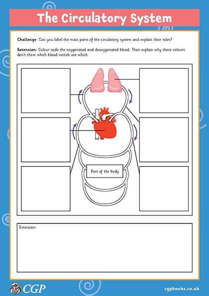 Circulatory System Interactive Activity