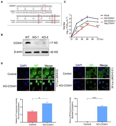 Cytochrome C Oxidase Subunit 4 Isoform 1 COX41 Was Involved In The