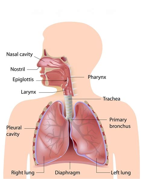 Respiratory System Diagram Quizlet