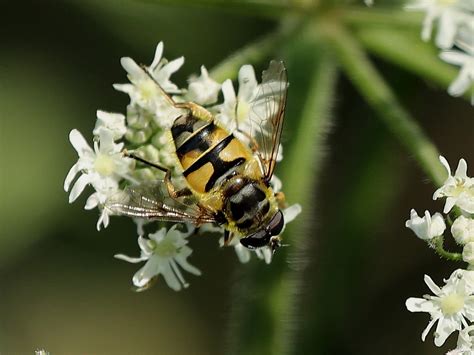 Myathropa Florea Totenkopfschwebfliege Myathropa Florea Flickr