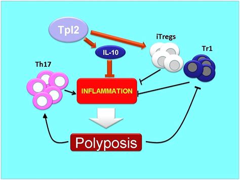 Tpl2 Ablation Promotes Intestinal Inflammation And Tumorigenesis In