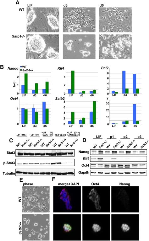 Satb And Satb Regulate Embryonic Stem Cell Differentiation And Nanog