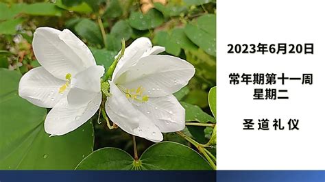 2023年6月20日 星期二 每日圣道礼仪 赤足圣衣会 陈一强神父主持 Mandarin Liturgy Of Word By Fr