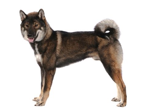 25 Wolf Dog Breeds (and how they became our domesticated dogs)