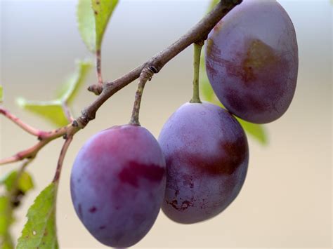 Plus De Photos Gratuites De Prune Et De Fruit Pixabay