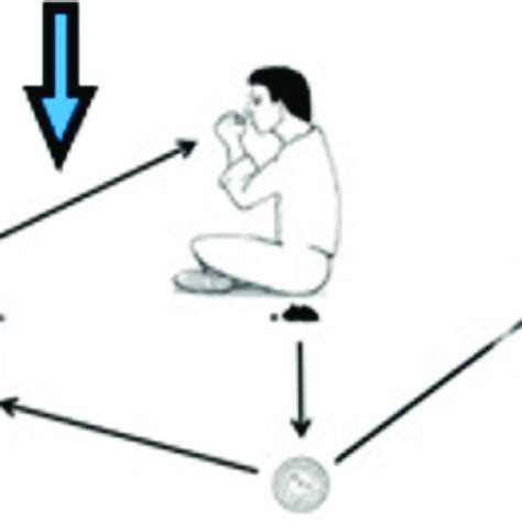 The Simplified Life Cycle Of Taenia Solium Modified From 7 T