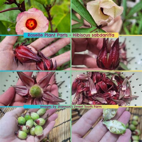 How And When To Harvest Roselle Hibiscus Sabdariffa GardensAll