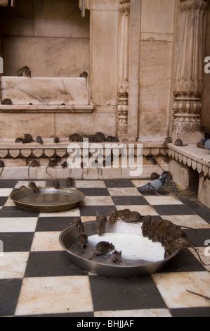 Las Ratas Beber Leche En El Interior Del Templo De Karni Mata En