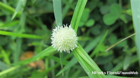 Nparks Cyperus Mindorensis