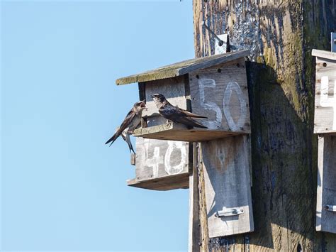 Purple Martin Nesting (Behavior, Eggs, Location + FAQs) | Birdfact