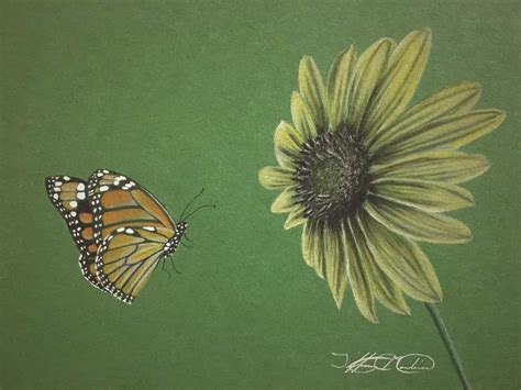 Monarch Butterfly And Wild Colorado Sunflower Drawing On Behance