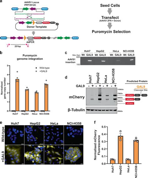 Generation Of Mcherry Gal Knock In Cell Lines A Knock In Strategy For