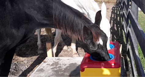 Proper Hydration for Horses