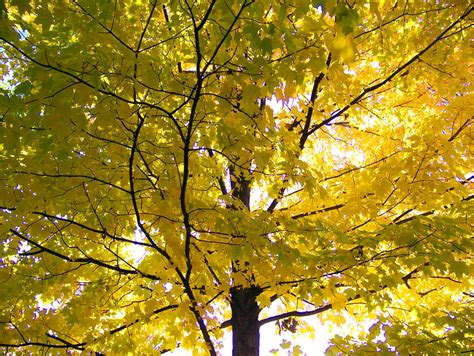 Yellow Maple Tree Free Stock Photo - Public Domain Pictures