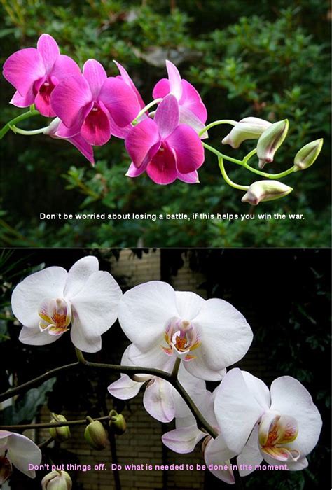 Orchid Quotes Sayings. QuotesGram