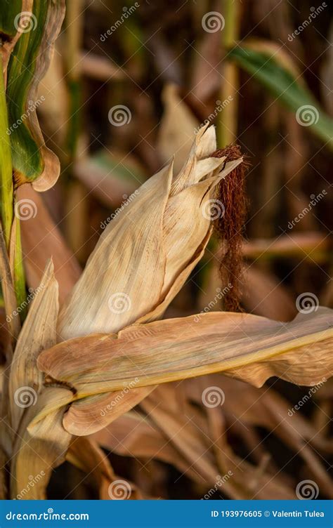 Drought Disaster Bad Corn Corn Field Agronomy Harvest Stock Image