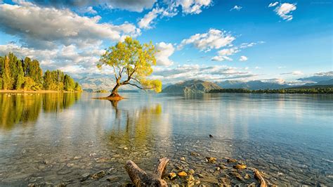 منظره طبیعت شگفت انگیز رود Lake Tree Landscape