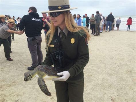 Cold Stunned Green Sea Turtles Released Into Surf Near Corpus Christi