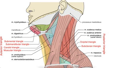 Module Muscles And Triangles Of The Neck Anatomy Ereader