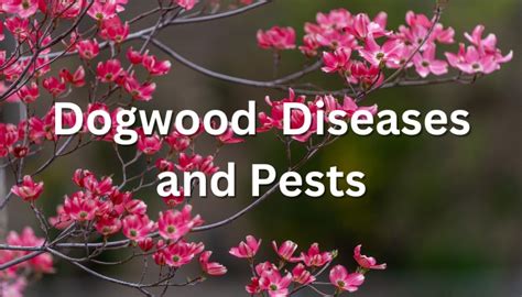 17 Dogwood Diseases and Pests | How To Identify & Treat - Rennie Orchards