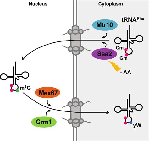 Model Of The Retrograde Nuclear Import And Re Export Pathways Of Trna