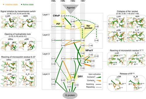 Figures And Data In Common Activation Mechanism Of Class A Gpcrs Elife