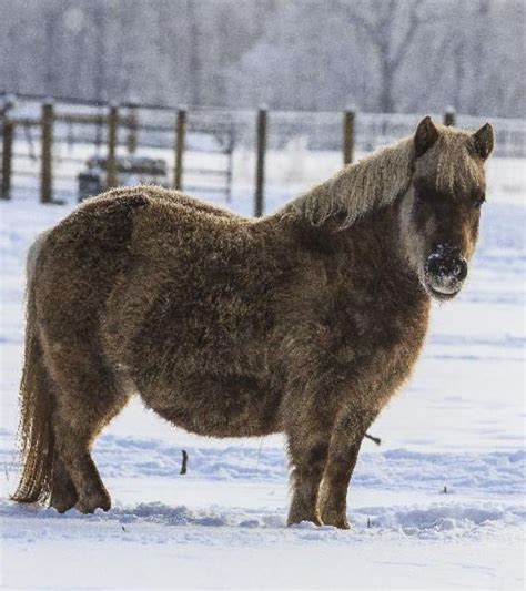 Virtual Cornell Equine Seminar Series Fat Horses Ems Laminitis