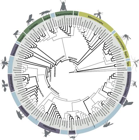 Phylogenetic Tree Of Diptera Based On Analysis Of Multiple Nuclear