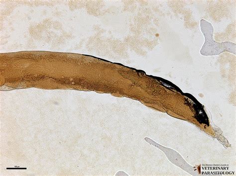 Nematodirus Sp Roundworms Monster Hunters Guide To Veterinary Parasitology