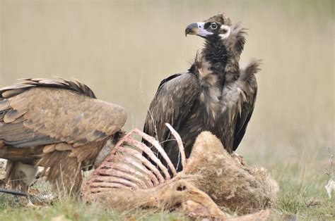 Why We Need Vultures Vulture Conservation Foundation