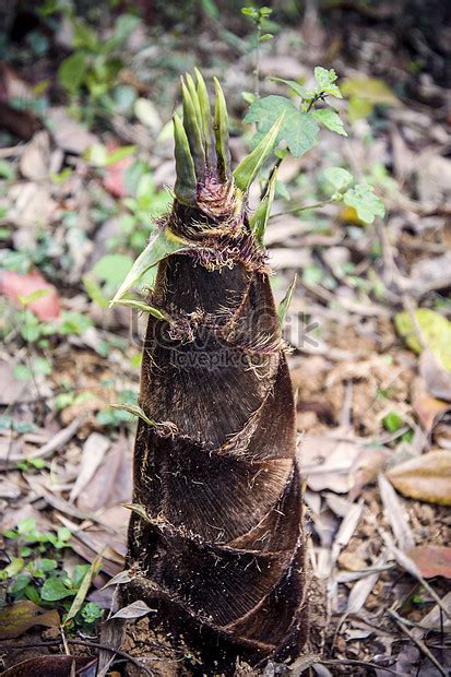 Tunas Bambu Yang Digali Gambar Unduh Gratis Foto Format