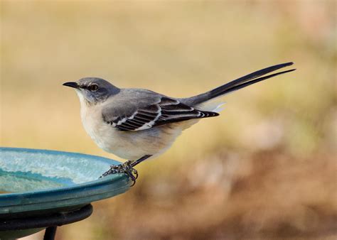 Northern Mockingbird in Natural HabitatFree Stock Photo