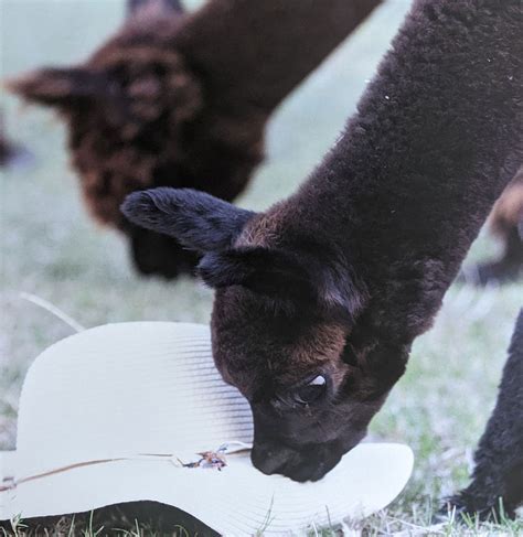 Lama Alpaka Wandkalender Beginental Lamas Alpakas