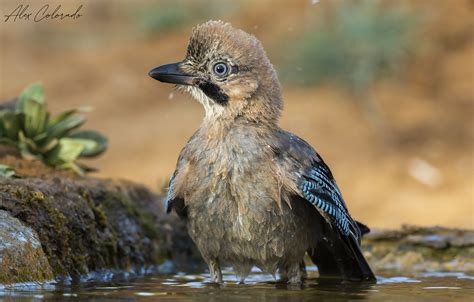 Arrendajo Euroasiático Eurasian Jay Garrulus glandarius Flickr