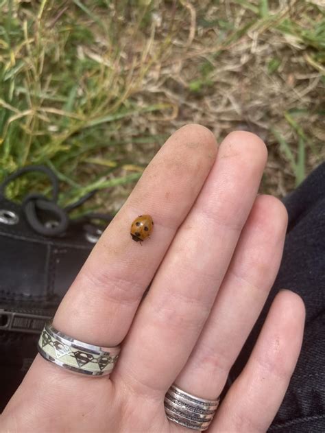 Yall Seven Spotted Lady Bug Nymph Plus A Seven Spotted Lady Bug And