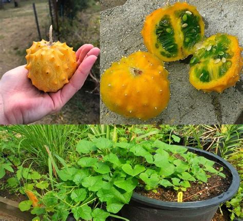 M Tech Gardens New Rare Hybrid Melon Kiwano Horned Melon Exotic