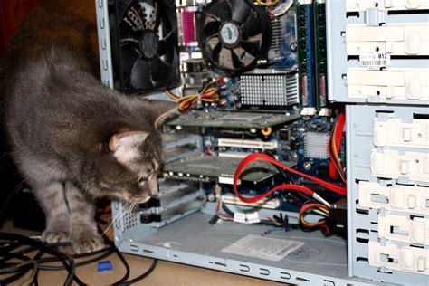 Funny Cat Peering into Desktop Computer Case – Photos Public Domain