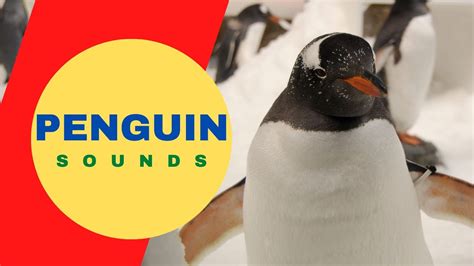 Penguin Sounds For Kids Learn Clucking Sound Effects Of Penguin Youtube