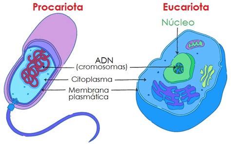 Diagrama De Venn Para Dominios De Bacteria Archaea Y Eukarya